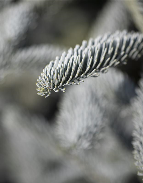 Silbertanne 'Glauca'