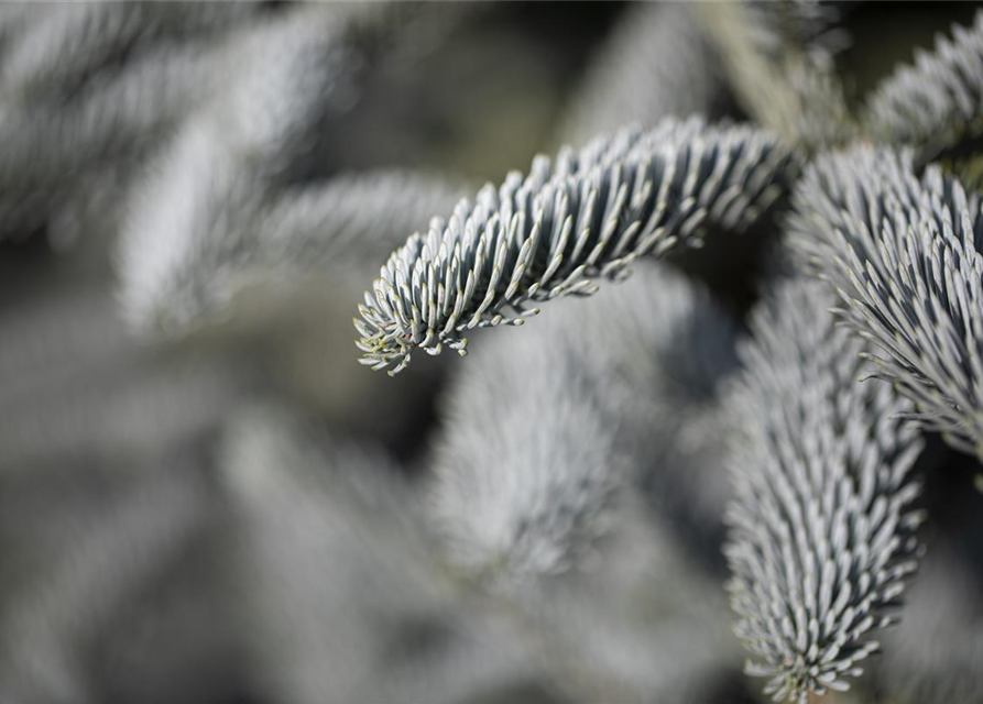 Silbertanne 'Glauca'