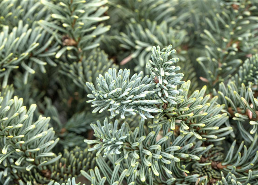 Silbertanne 'Glauca'