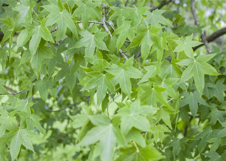 Amerikanischer Amberbaum