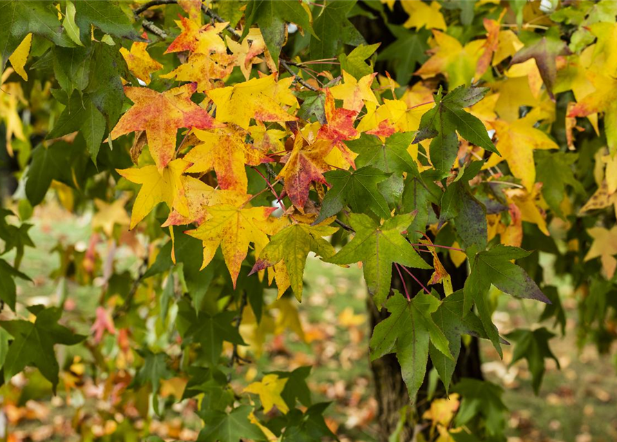 Amerikanischer Amberbaum