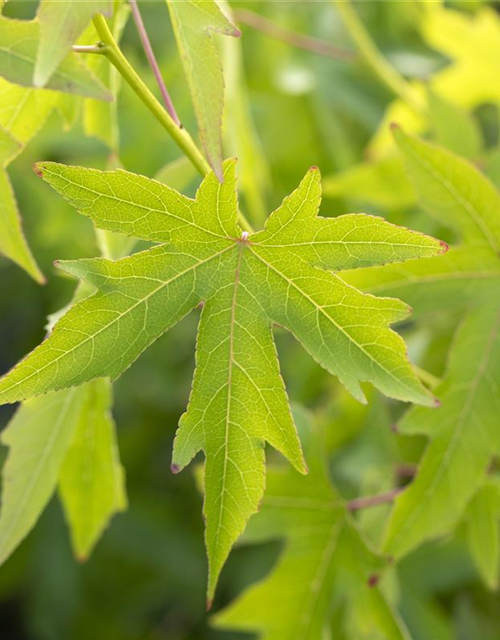 Amberbaum 'Worplesdon'