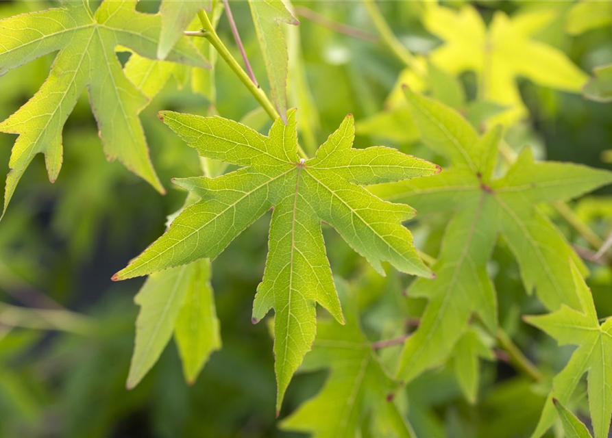 Amberbaum 'Worplesdon'