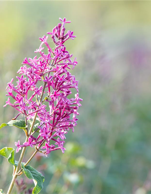 Edelflieder Bloomerang® 'Dark Purple'