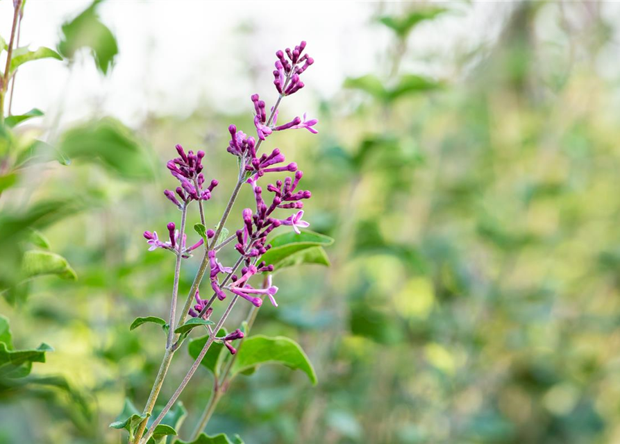 Edelflieder Bloomerang® 'Dark Purple'