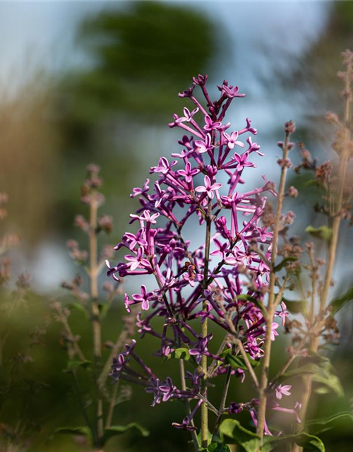 Edelflieder Bloomerang® 'Dark Purple'