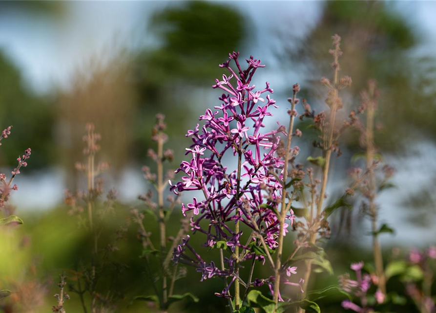 Edelflieder Bloomerang® 'Dark Purple'