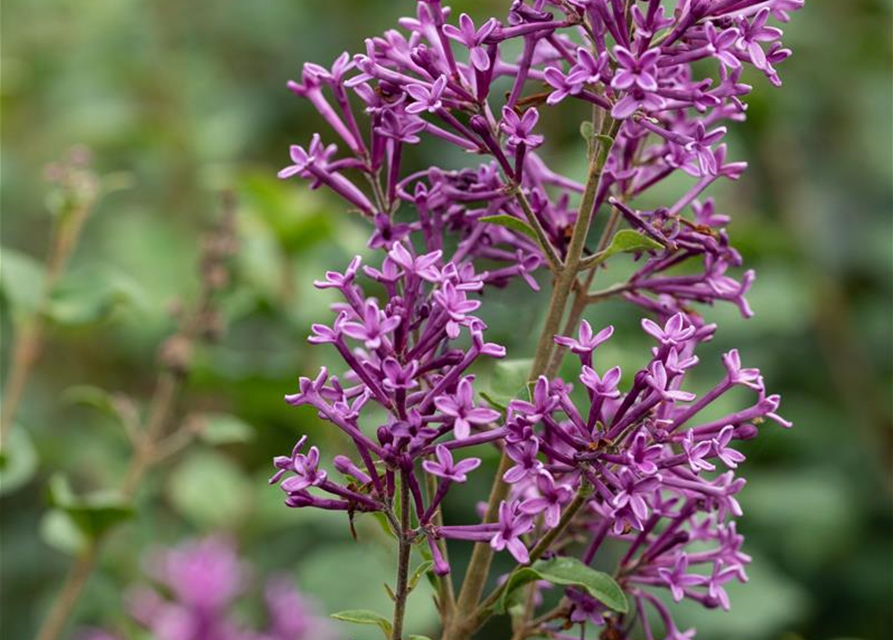 Edelflieder Bloomerang® 'Dark Purple'