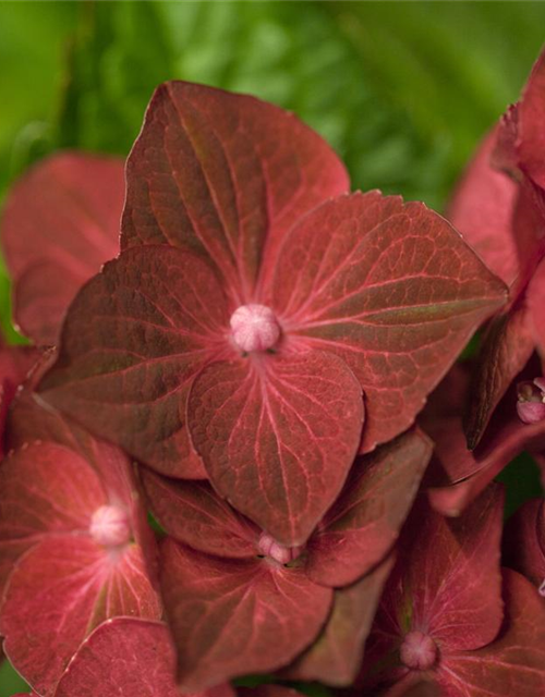 Hydrangea macrophylla 'Magical Ruby Tuesday'®