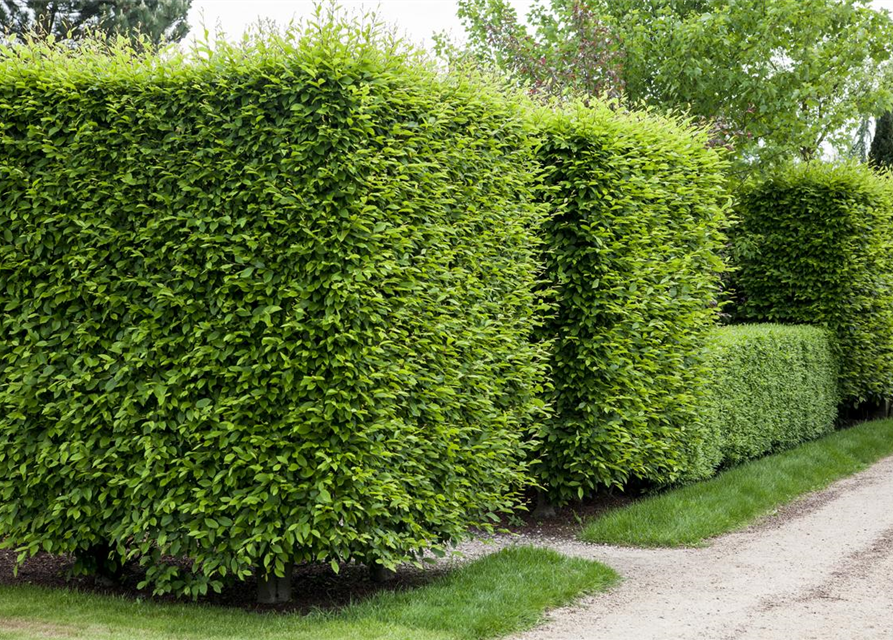 Hainbuchen-Hecke