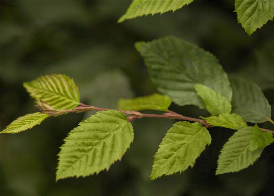 Hainbuchen-Hecke