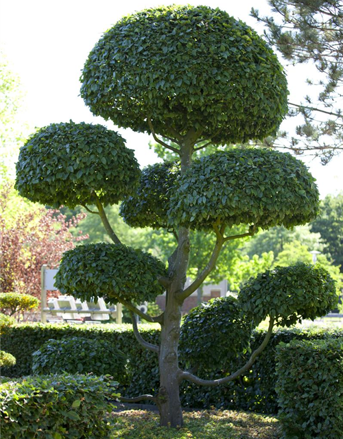 Hainbuchen-Hecke