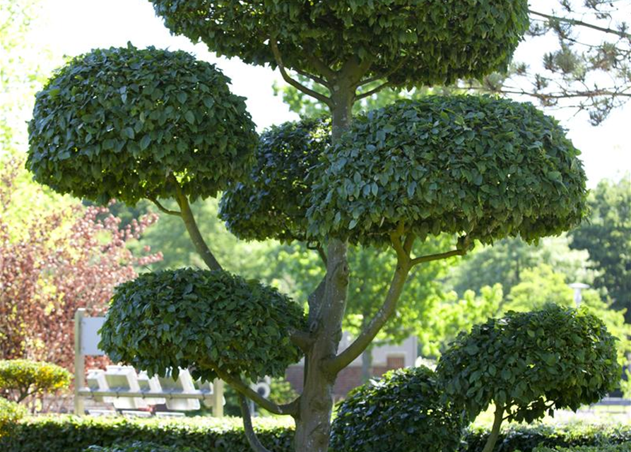 Hainbuchen-Hecke