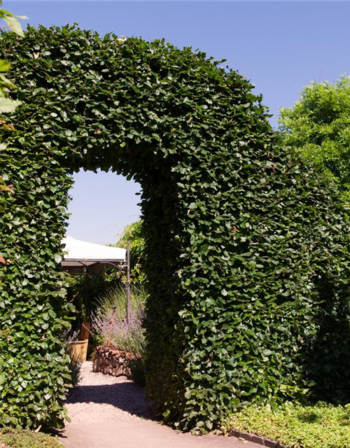 Hainbuchen-Hecke