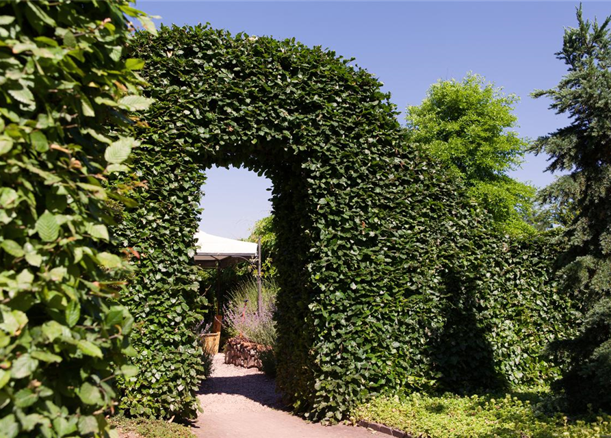 Hainbuchen-Hecke