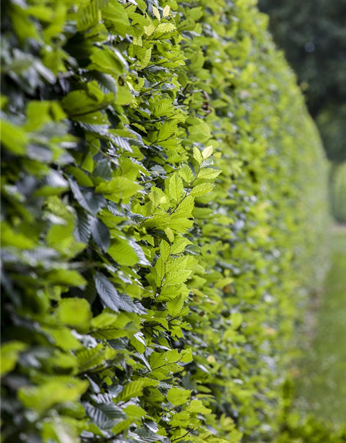 Hainbuchen-Hecke