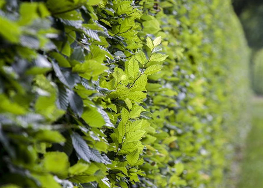 Hainbuchen-Hecke