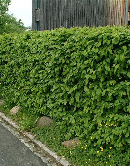 Hainbuchen-Hecke