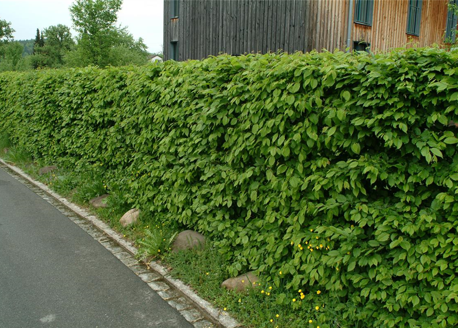 Hainbuchen-Hecke