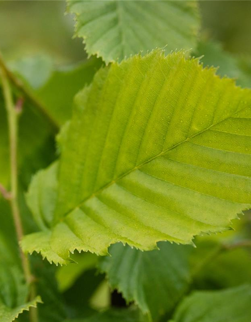 Carpinus betulus 'Columnaris'