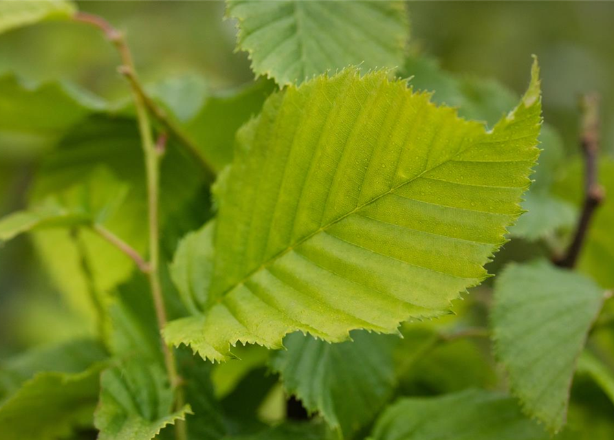 Hainbuchen-Hecke