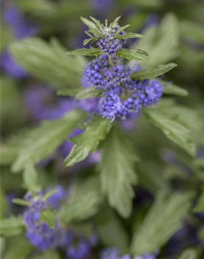 Bartblume 'Kew Blue'