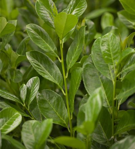 Lorbeerkirsche 'Rotundifolia' - Hecke