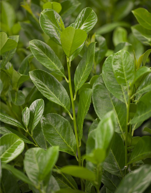 Lorbeerkirsche 'Rotundifolia' - Hecke