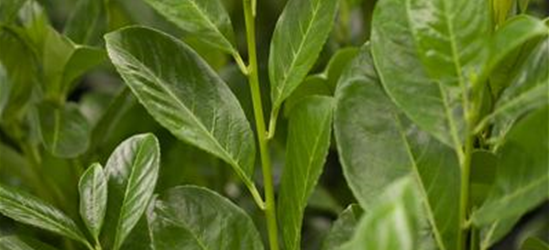 Lorbeerkirsche 'Rotundifolia' - Hecke