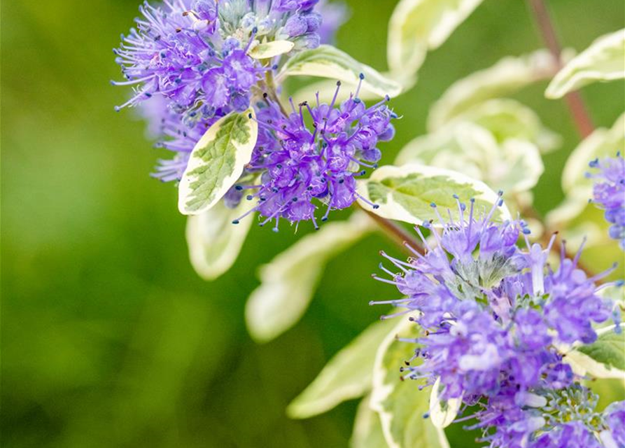 Weißbunte Bartblume 'White Surprise'