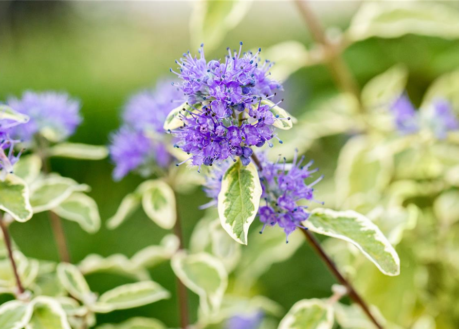 Weißbunte Bartblume 'White Surprise'