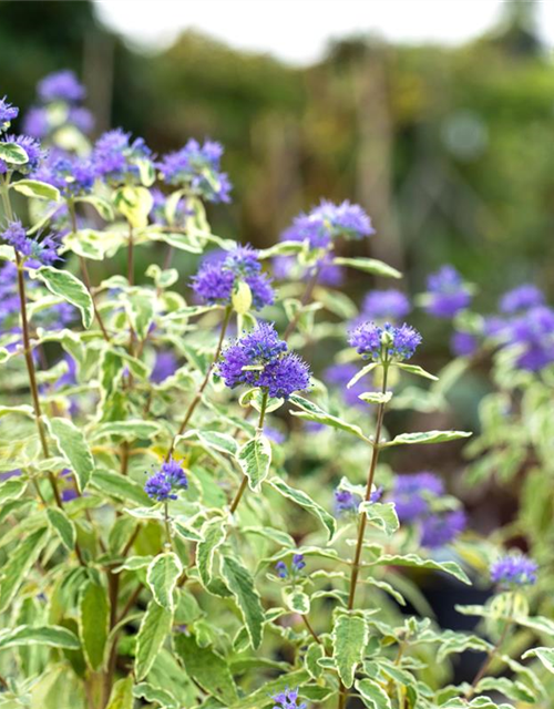 Weißbunte Bartblume 'White Surprise'