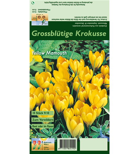 Frühlings-Krokus 'Yellow Mammoth'