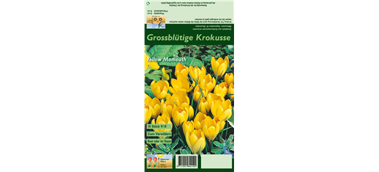 Frühlings-Krokus 'Yellow Mammoth'