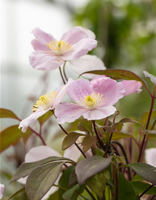 Clematis montana 'Tetrarose'