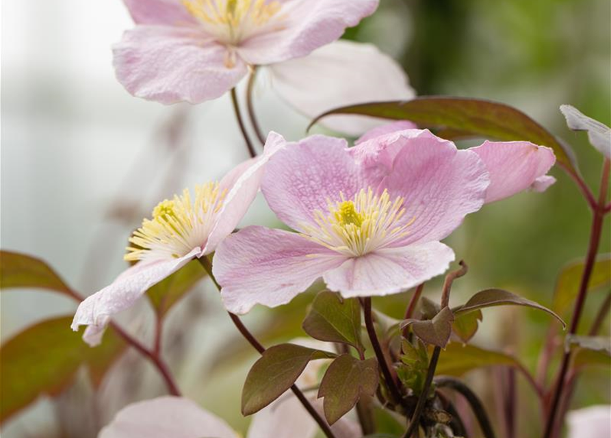 Clematis montana 'Tetrarose'