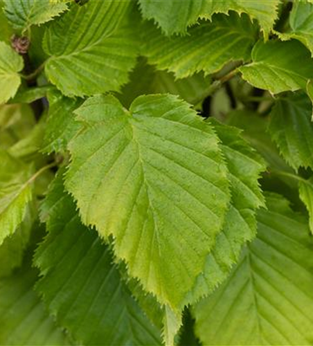 Carpinus betulus 'Columnaris'