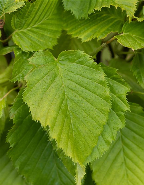 Carpinus betulus 'Columnaris'