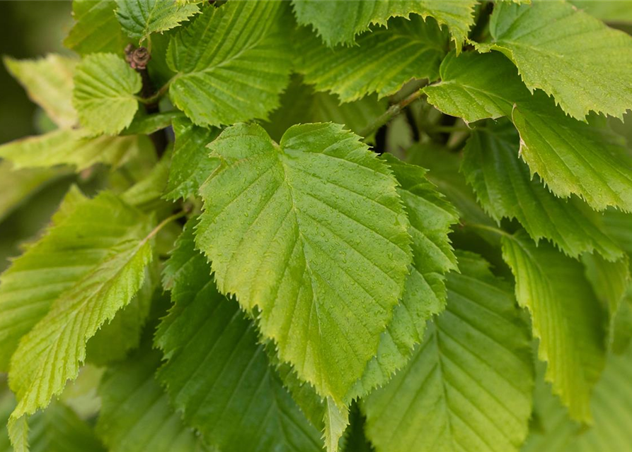 Carpinus betulus 'Columnaris'