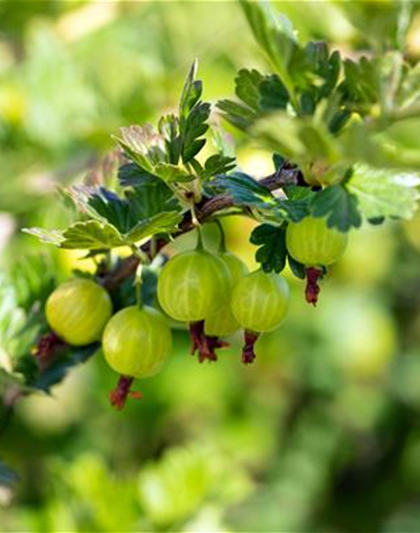 R Ribes uva-crispa 'Mucurines' CAC