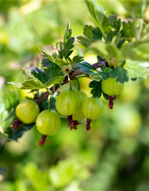 R Ribes uva-crispa 'Mucurines' CAC