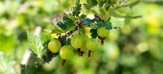 R Ribes uva-crispa 'Mucurines' CAC