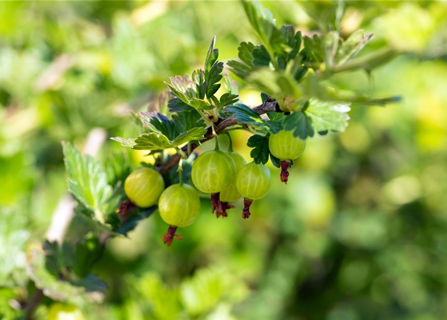 R Ribes uva-crispa 'Mucurines' CAC