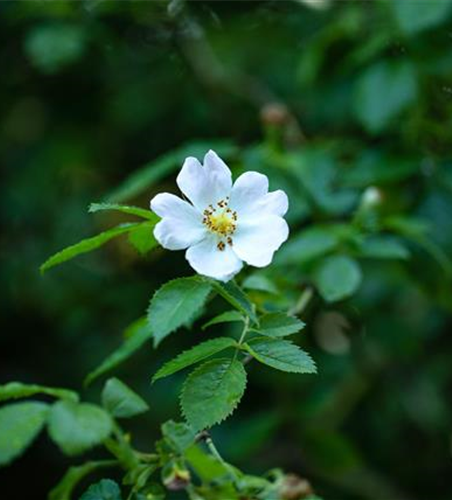 Vielblütige Rose