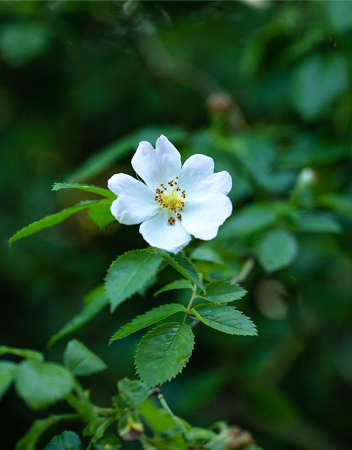 Vielblütige Rose