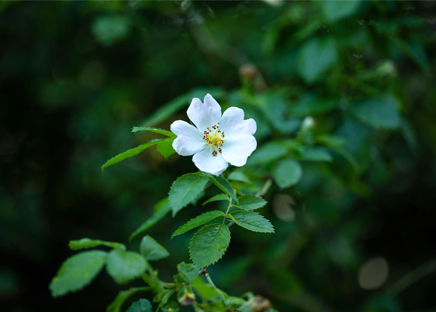 Vielblütige Rose