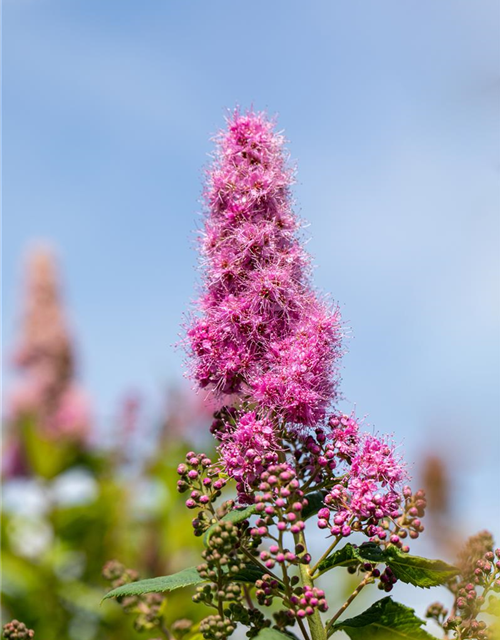 Kolbenspiere 'Triumphans'