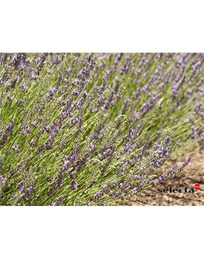 Bastard-Garten-Lavendel 'Grosso'