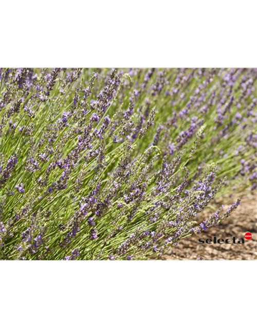 Bastard-Garten-Lavendel 'Grosso'