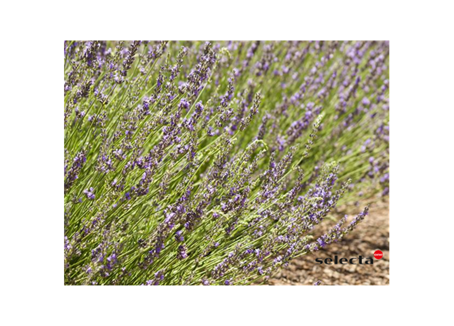 Bastard-Garten-Lavendel 'Grosso'